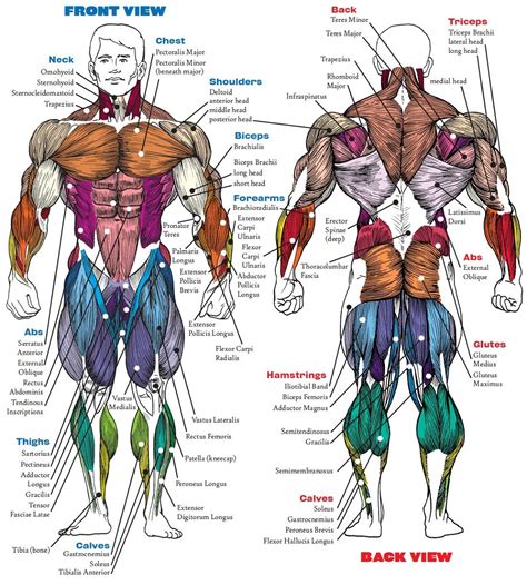 muscle corps|innerbody muscles diagram.